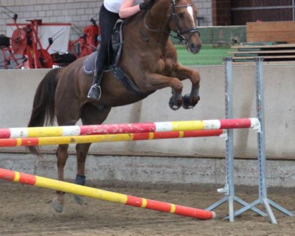 Springpferd Arthas (KWPN (Niederländisches Warmblut), 2005, von Onze Fons)