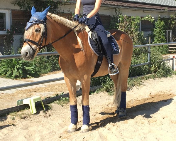 dressage horse Waddington 2 (Haflinger, 2000, from T Wildfire)