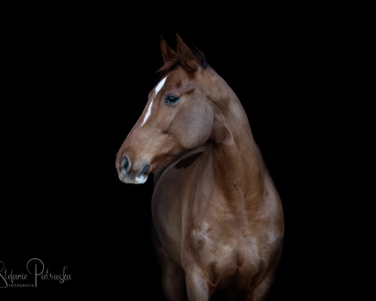 Springpferd Pandora 285 (Hannoveraner, 2012, von Perigueux)