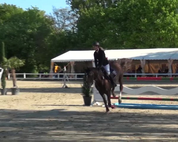 Reitturnier Köln-Seeberg 2016