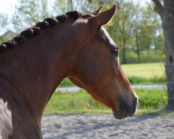 Pferd Vento (Deutsches Reitpony, 2016, von Veritas)