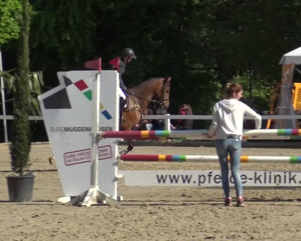 Reitturnier Köln-Seeberg 2016