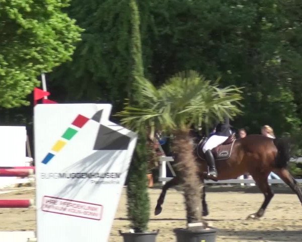 Reitturnier Köln-Seeberg 2016