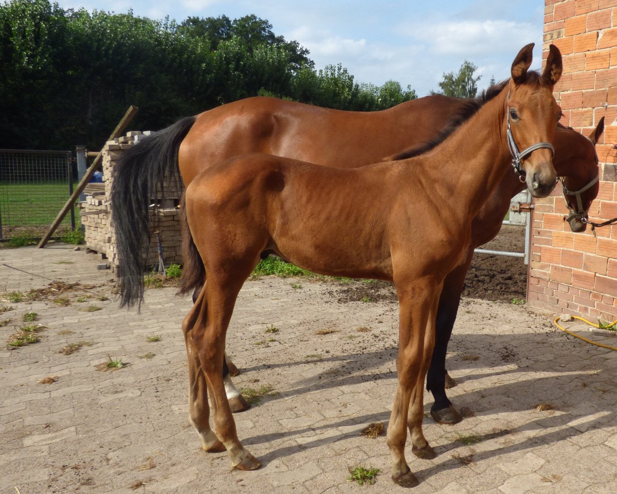 horse Ajax (Hanoverian, 2019, from Alpha Royal)