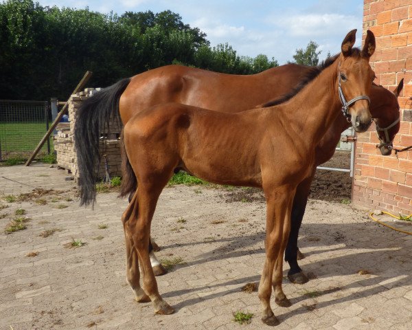 Cavallo Ajax (Hannoveriano, 2019, di Alpha Royal)
