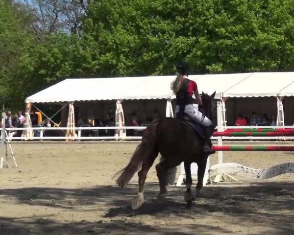 Reitturnier Köln-Seeberg 2016
