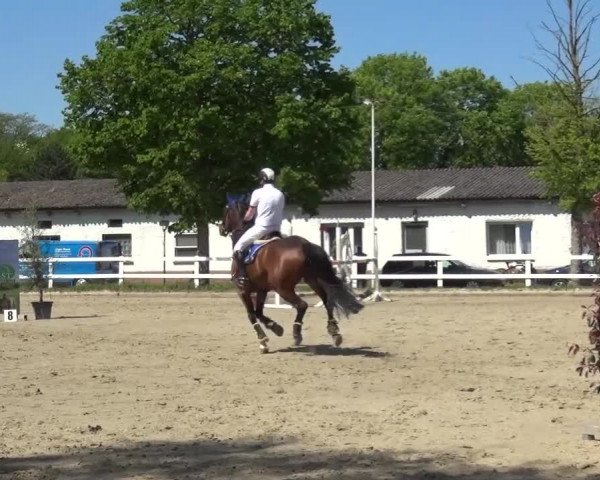 Reitturnier Köln-Seeberg 2016