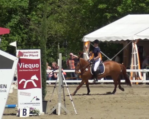 Reitturnier Köln-Seeberg 2016
