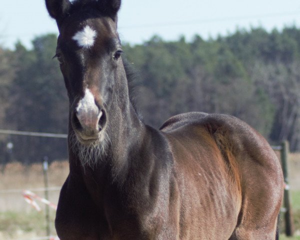 jumper Haribo 88 (Heyking) (German Sport Horse, 2020, from Hickstead White)