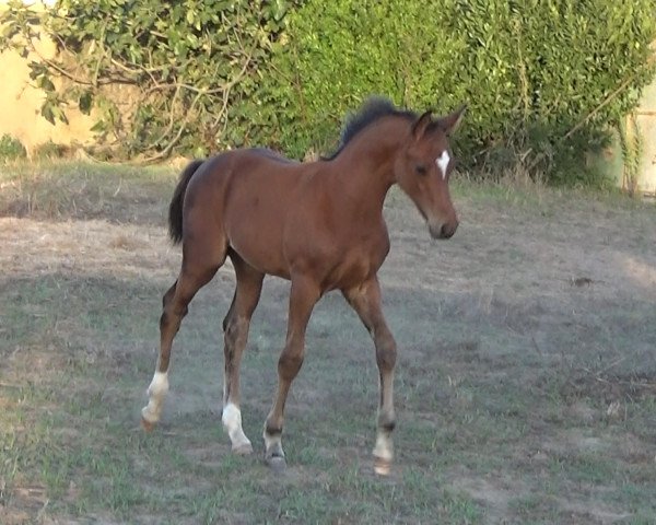 stallion Omer Fly (KWPN (Royal Dutch Sporthorse), 2019, from Utah van Erpekom)
