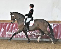 dressage horse Los Angeles 22 (German Sport Horse, 2011, from Lord Moritzburg)