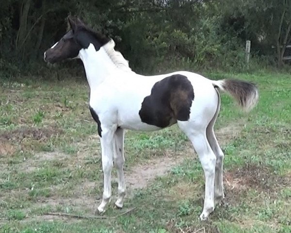 stallion Oakland Fly (KWPN (Royal Dutch Sporthorse), 2019, from Ceasar Ter Linden)
