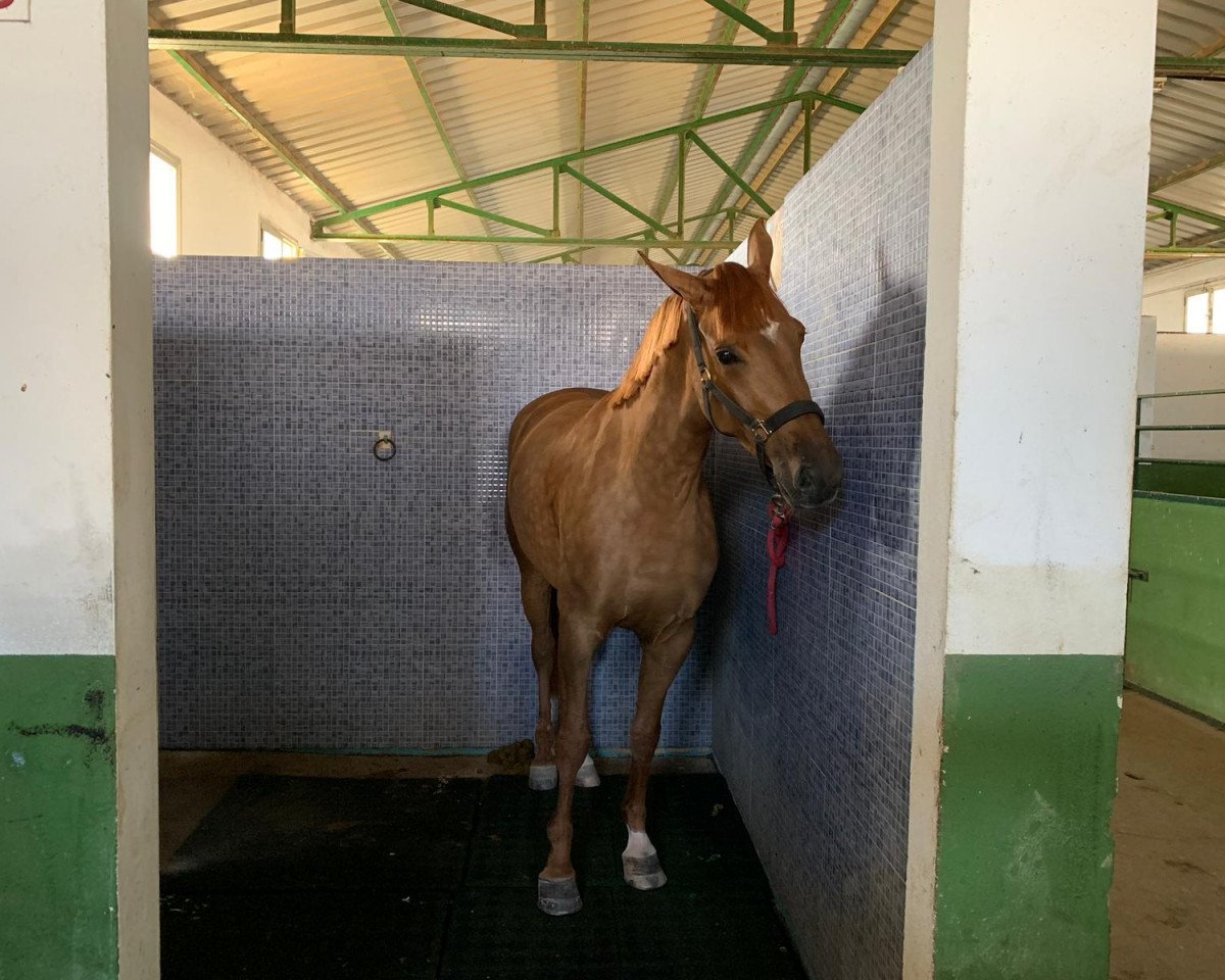 jumper Kwak Fly (KWPN (Royal Dutch Sporthorse), 2015, from Utah van Erpekom)