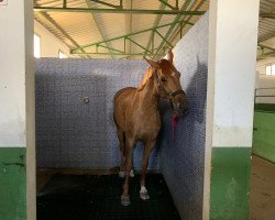 jumper Kwak Fly (KWPN (Royal Dutch Sporthorse), 2015, from Utah van Erpekom)
