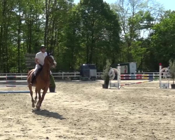 Reitturnier Köln-Seeberg 2016