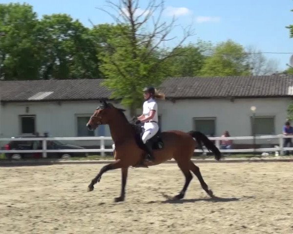 Reitturnier Köln-Seeberg 2016