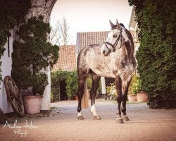jumper Chike`s Boy NB (Westphalian, 2012, from Chike)