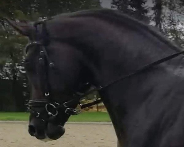 dressage horse Schumann 3 (Westphalian, 2016, from Son of Cologne)