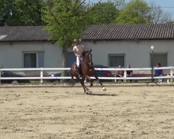 Reitturnier Köln-Seeberg 2016