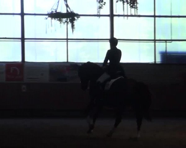 Reitturnier Hellefeld 2016