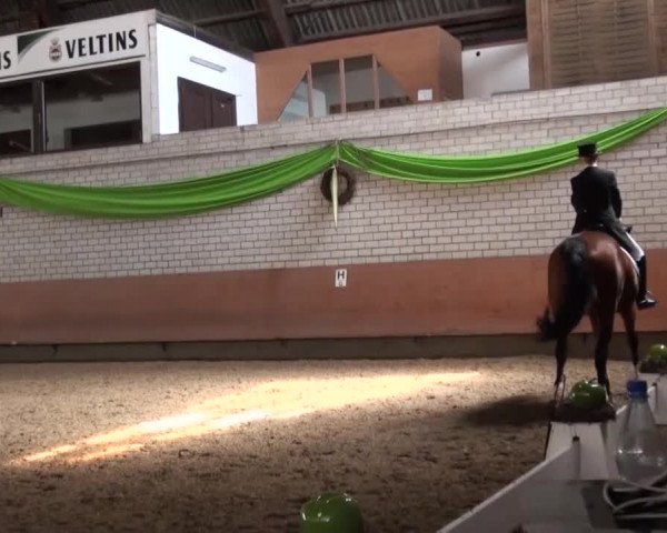 Reitturnier Hellefeld 2016