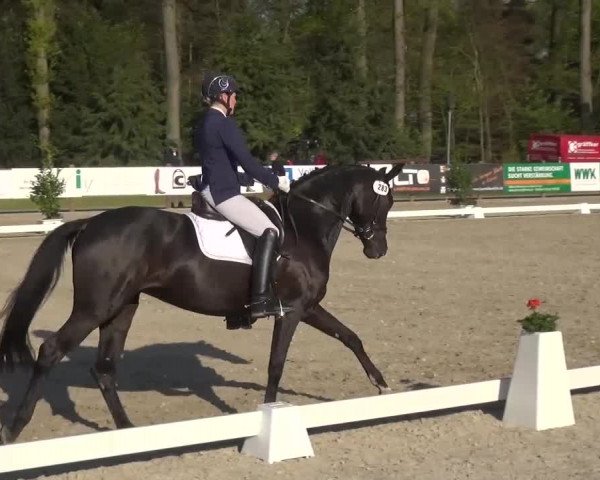 3. Holtkämper Dressurtage 2016