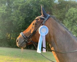 dressage horse Kiss me Twice (German Warmblood, 2010, from Sir Sunshine)