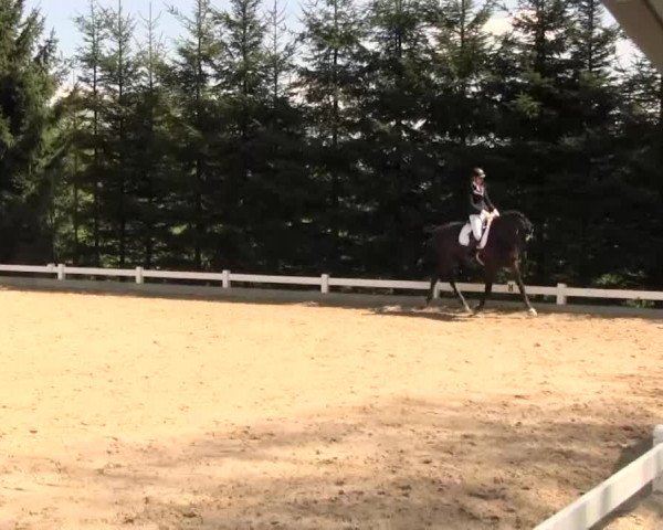 Reitturnier Halver 2016