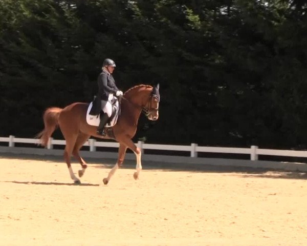 Reitturnier Halver 2016