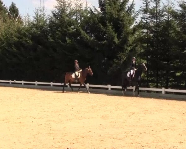 Reitturnier Halver 2016