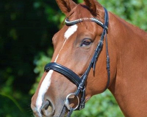 dressage horse Cogin (Westphalian, 2013, from Camax L)