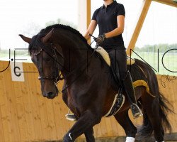 stallion Financiero JF (Pura Raza Espanola (PRE), 2010, from Jabato XCV)