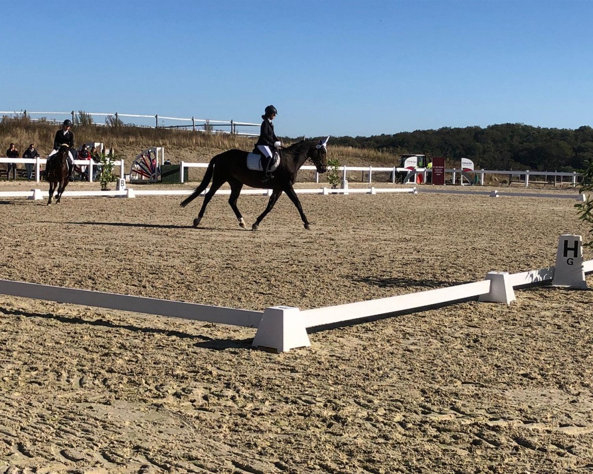 Springpferd Comtess 181 (Westfale, 2005, von Charming 8)