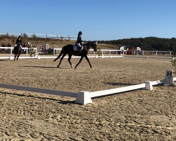 Springpferd Comtess 181 (Westfale, 2005, von Charming 8)