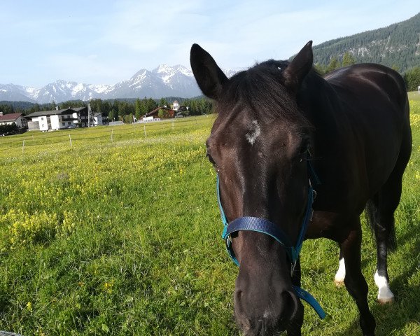 horse Quick Stepp (Bavarian, 2013, from Quasar de Charry)