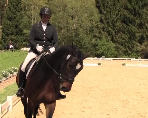 Reitturnier Halver 2016