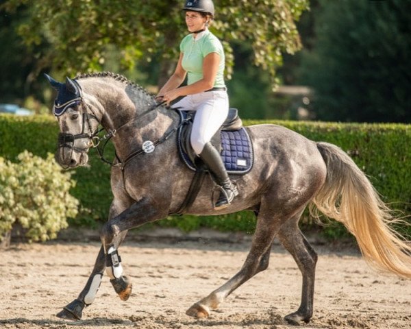 jumper Casalio (German Sport Horse, 2014, from C-Trenton Z)