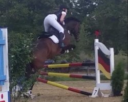 jumper Gina's Top (Hanoverian, 2009, from Graf Top)