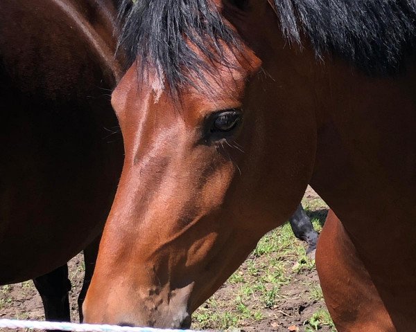 broodmare Sadie (German Riding Pony, 2015, from Garfield)