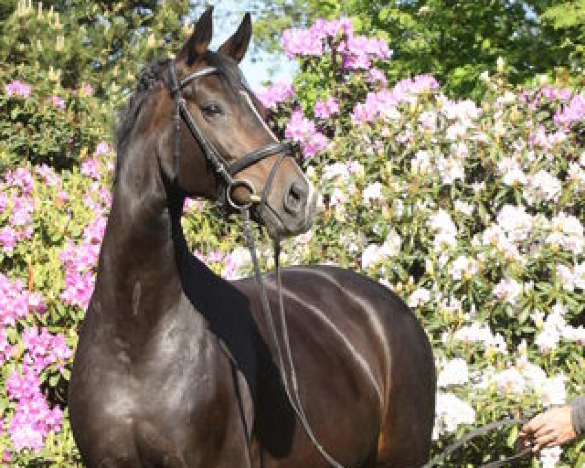 Avlshoppe Donnice (Oldenborg, 1998, fra Donnerhall)