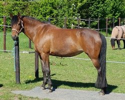 Zuchtstute Shakira 473 (Deutsches Reitpony, 2005, von Seeblick)