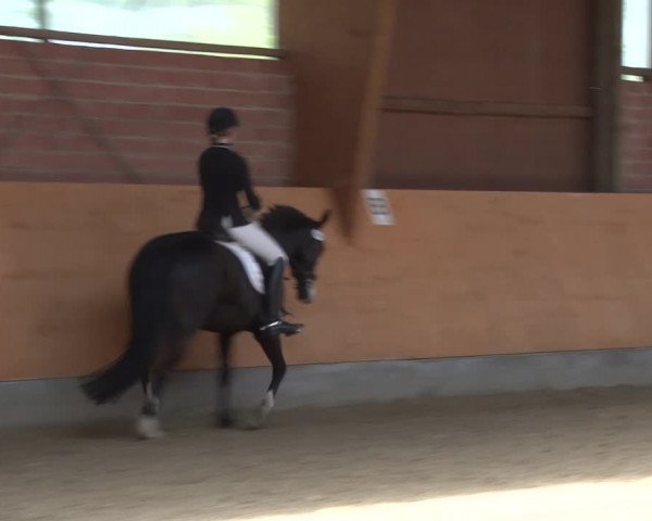 3. Holtkämper Dressurtage 2016