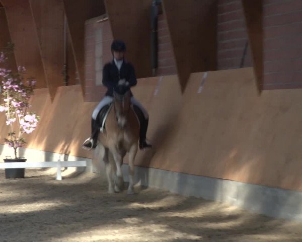 3. Holtkämper Dressurtage 2016