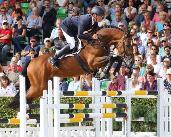 stallion Coronitas (Westphalian, 2013, from Coronas 2)