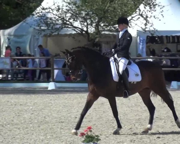 3. Holtkämper Dressurtage 2016
