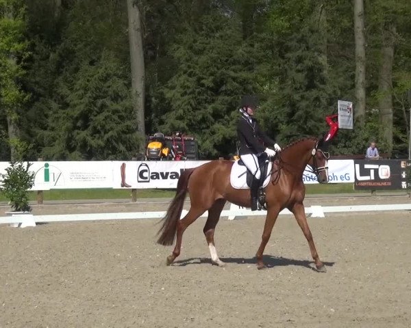 3. Holtkämper Dressurtage 2016