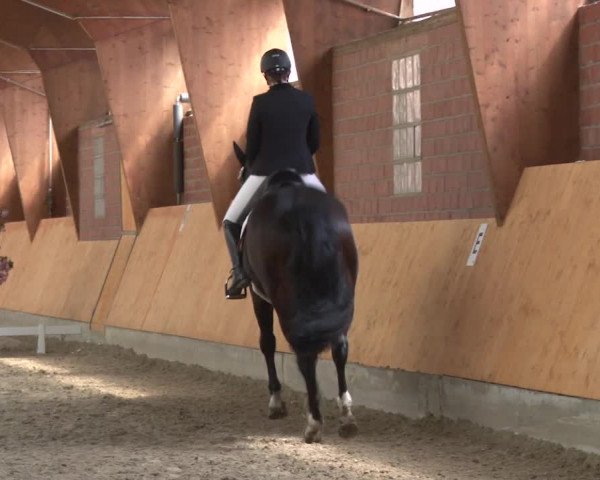 3. Holtkämper Dressurtage 2016