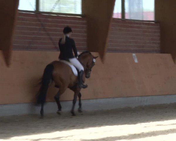 3. Holtkämper Dressurtage 2016