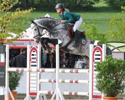 stallion Carivari (Holsteiner, 2010, from Cachas)
