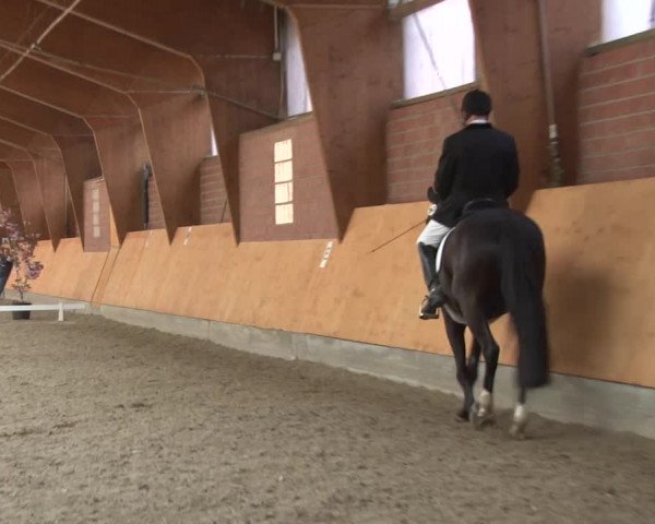 3. Holtkämper Dressurtage 2016